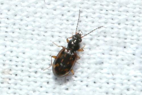 Bembidion octomaculatum